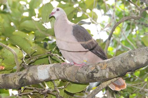 Ile aux Aigrettes (Mauritius) - A conservation success story | Focusing ...