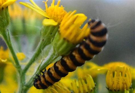 Cinnabar Moth Life Cycle Discover The Fascinating Stages Whats