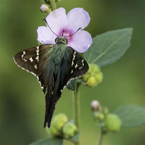 Long Tailed Skipper Urbanus Proteus BugGuide Net