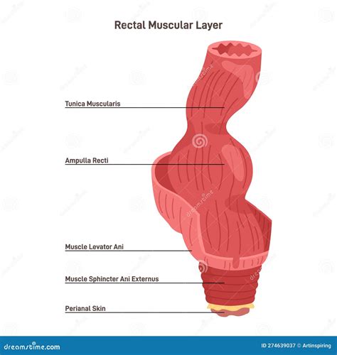 Rectum Muscular Strucutre Perineal Area Skin Anal Canal And Sphincter