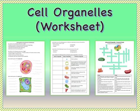 Cell Organelles Worksheet Printable Distance Learning Made By