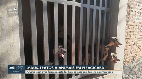 Cães Em Situação De Maus Tratos São Resgatados Em Piracicaba Dono é Autuado Em R 8 Mil