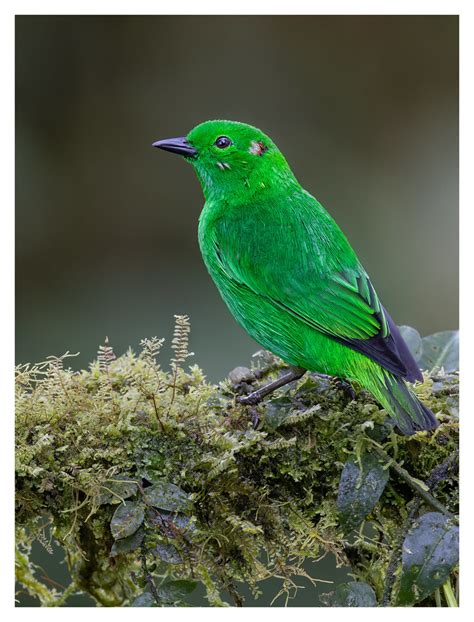 Glistening Green Tanager Pichincha Province Ecuador Flickr