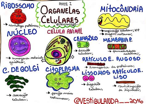 Resumo Sobre Organelas Celulares Biologia Estuda Enem