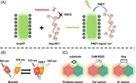 Advances In Fret‐based Biosensors From Donor‐acceptor Design To