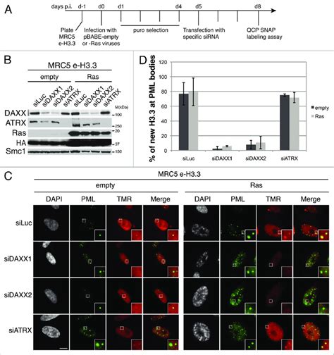 New H Is Lost From Pml Nbs In Daxx Depleted Cells A Scheme For