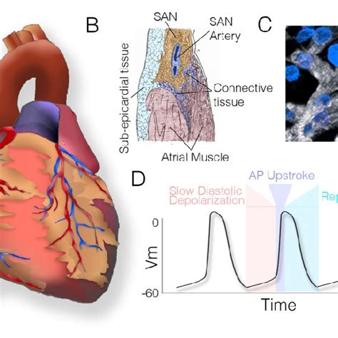 Anatomy and physiology of the sinoatrial node. (A) Diagram of the heart ...