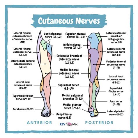 Cutaneous Nerves Lower Limb Anatomy MEDizzy