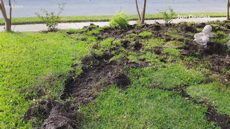 Feral hogs becoming nuisance in several Round Rock neighborhoods ...