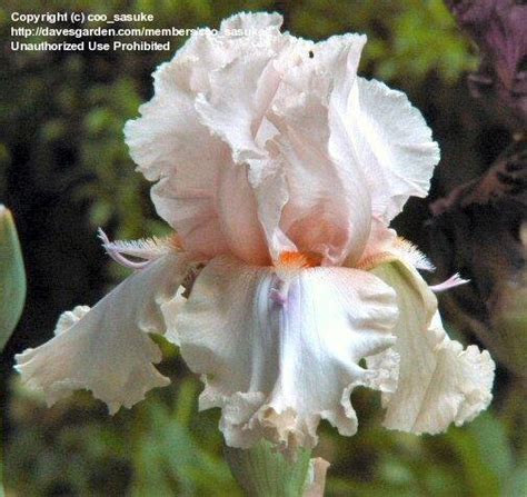 Plantfiles Pictures Tall Bearded Iris Twice Thrilling Iris By