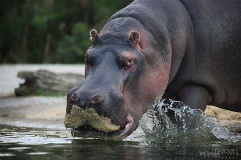 Auckland Zoo Safari Nights » Queenstown Wedding Photographers & Wanaka Wedding Photographers ...