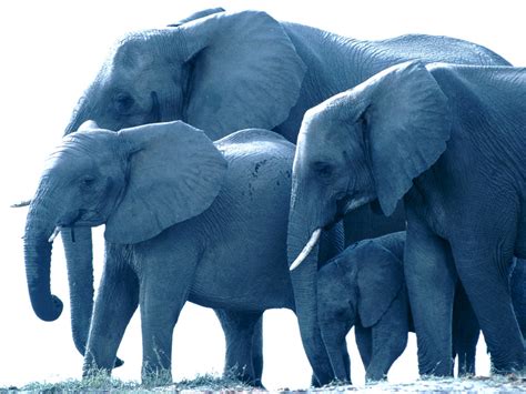 A Family of African Elephants