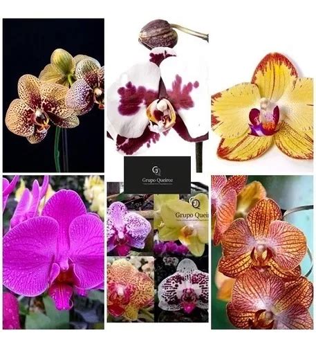 Kit 12 Mudas De Orquidea Phalaenopsis Lindas Frete Grátis Frete grátis