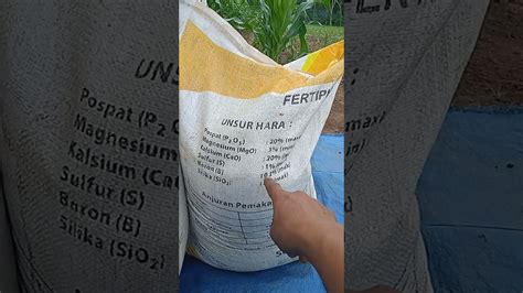 Pemupukan Jagung Pertama Usia 14 Hst Fertiphos Dan Urea Youtube