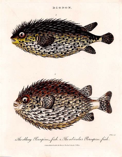 Pin By Alice Xavier On Colagens Fish Drawings Fish Print Fish Painting