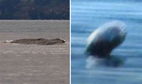 Surge In Sightings Of Mystery Creature Prompt Discovery Of Legendary