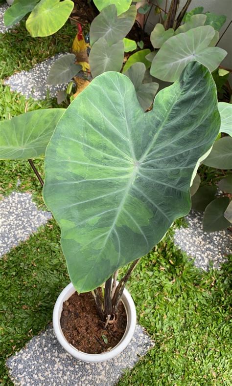 Colocasia Tiger Stripe Furniture Home Living Gardening Plants