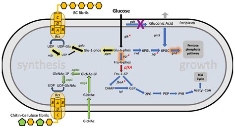 Ijms Free Full Text Engineering Bacterial Cellulose By Synthetic