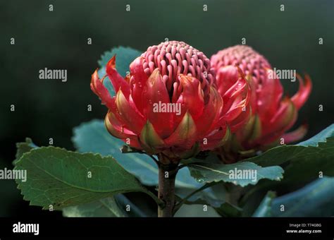 Waratah Telopea Specioissima Floral Emblem Of New South Wales