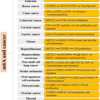 Mechanisms Of M A Modification In Adipogenesis And Obesity