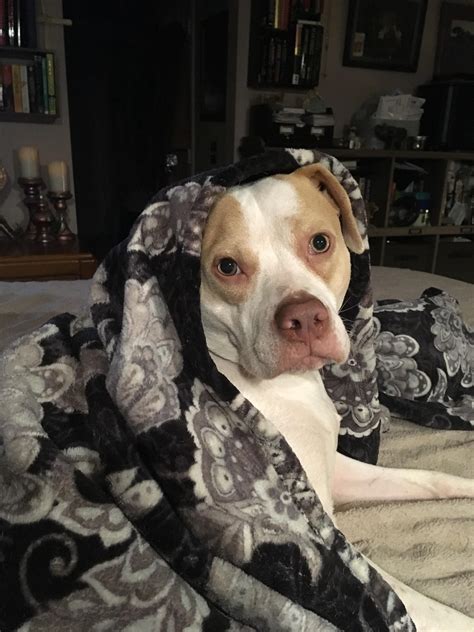 1389 best Pibble images on Pholder | Pitbulls, Velvethippos and Aww