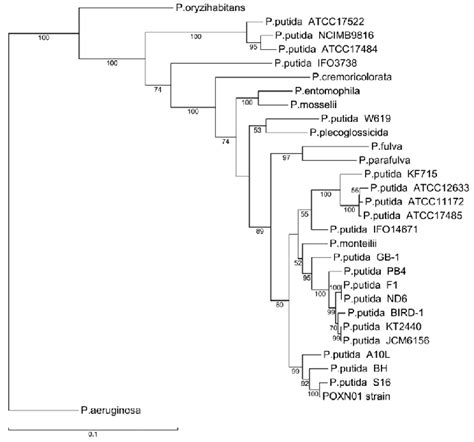 Phylogenetic Trees Derived From Concatenated Alignments Of 16S