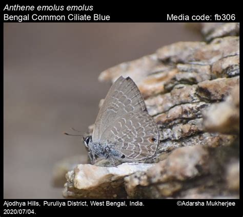 Anthene Emolus Godart 1824 Common Ciliate Blue Butterfly