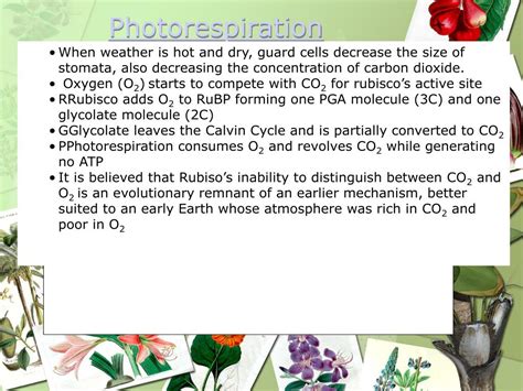 PPT - Photorespiration PowerPoint Presentation, free download - ID:6908092