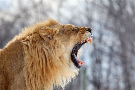 Lion roar stock image. Image of profile, mountain, animal - 47142027