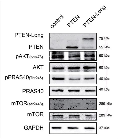 Pten Long Inhibits Pi K Akt Signaling Western Blot Analysis Of