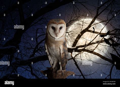 Owl On Tree In Forest Under Starry Sky With Full Moon At Night Stock