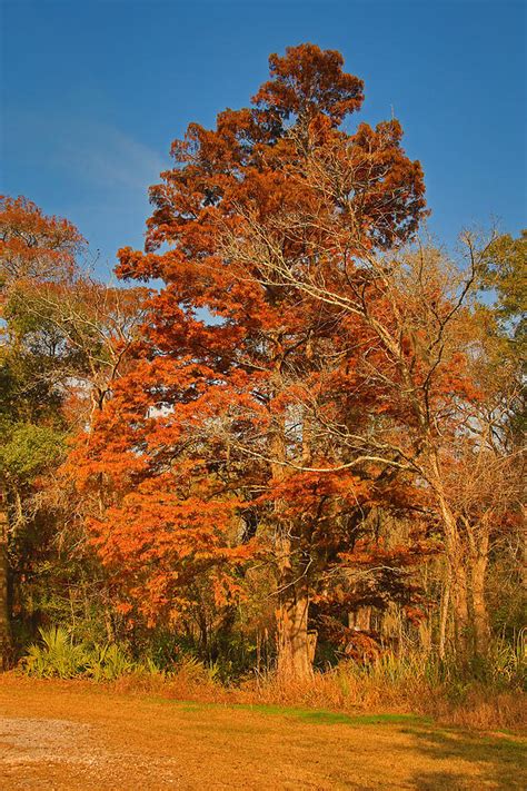 Louisiana Bald Cypress Tree Photograph by Ronald Olivier - Pixels