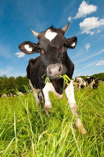 Cows eating grass free stock photos download (4,332 Free stock photos) for commercial use ...