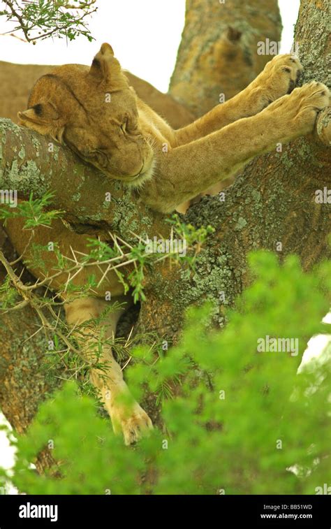 African Lioness Panthera Leo Stock Photo Alamy