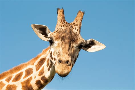 Le cou de la girafe enfin expliqué par la génétique Image girafe