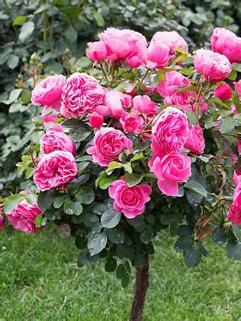 Knockout Rose Trees For Sale Online | The Tree Center