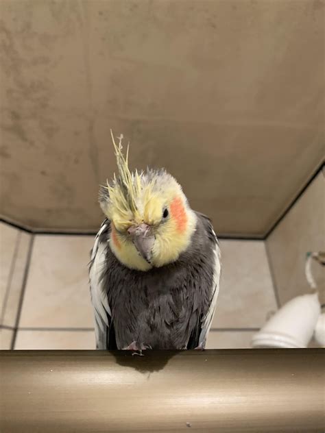 how to cockatiel losing hair safely 1