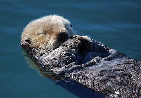 What could be more peaceful than a sleeping, floating sea otter ...