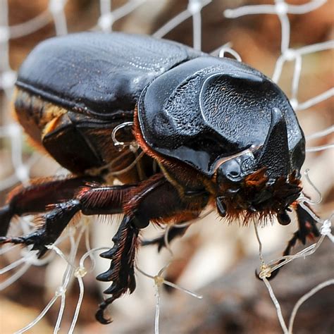 Rhino Beetle