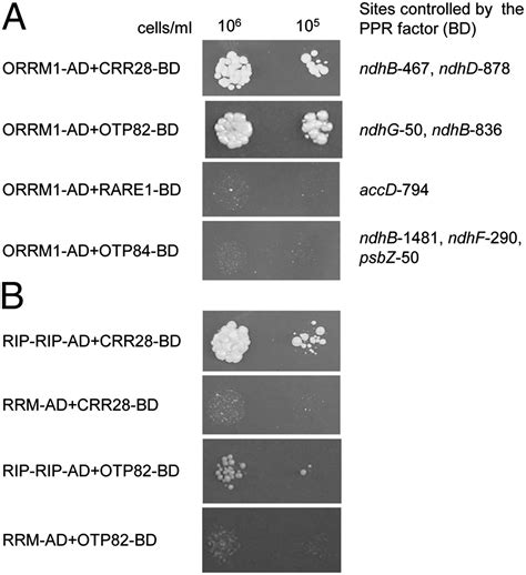 An RNA Recognition Motif Containing Protein Is Required For Plastid RNA