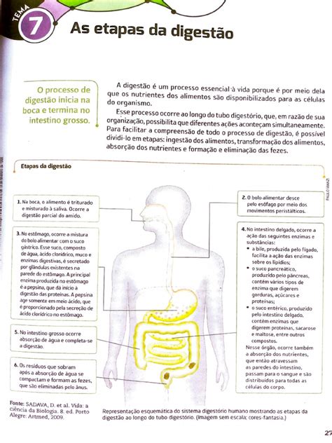 Quais São As 4 Etapas Da Digestão - Etapas da Digestão Humana | PDF