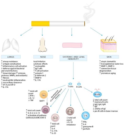Nicotine In Body Damage