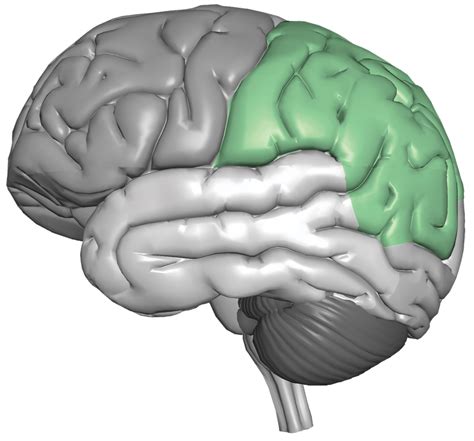 Parietal Lobe - CereScan