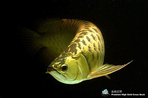 Beautiful Silver Arowana Fish Aquarium Hd Wallpaper Pxfuel