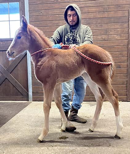 Aqha Filly By X Champion Ec Jet One Blazinfire