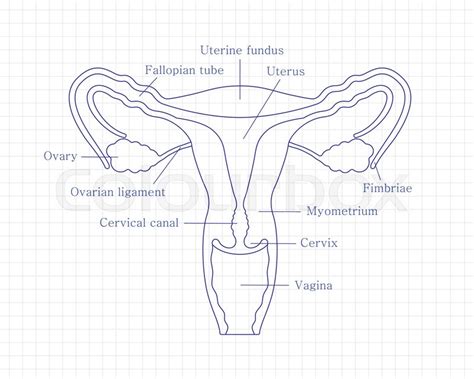 Reproductive System Female Diagram