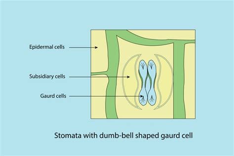 Dumb Bell Guard Cell: Over 1 Royalty-Free Licensable Stock Vectors ...