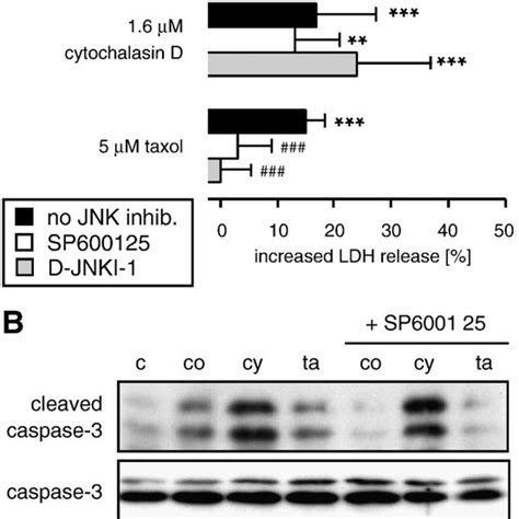 The Jnk Inhibitors Sp600125 And D Jnki 1 Induce Cell Cycle Arrest In Download Scientific