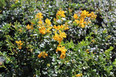 Berberis Darwinii Native Sons Wholesale Nursery