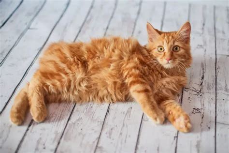 American Bobtail Cat Purrfectcatbreeds